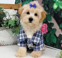 Briggs, a male Maltese for sale in Mountain Grove, MO – 3 of 10