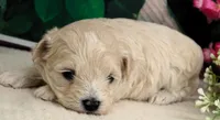 Danica, a female Maltese and Poodle - Toy  for sale in Mountain Grove, MO – 2 of 10