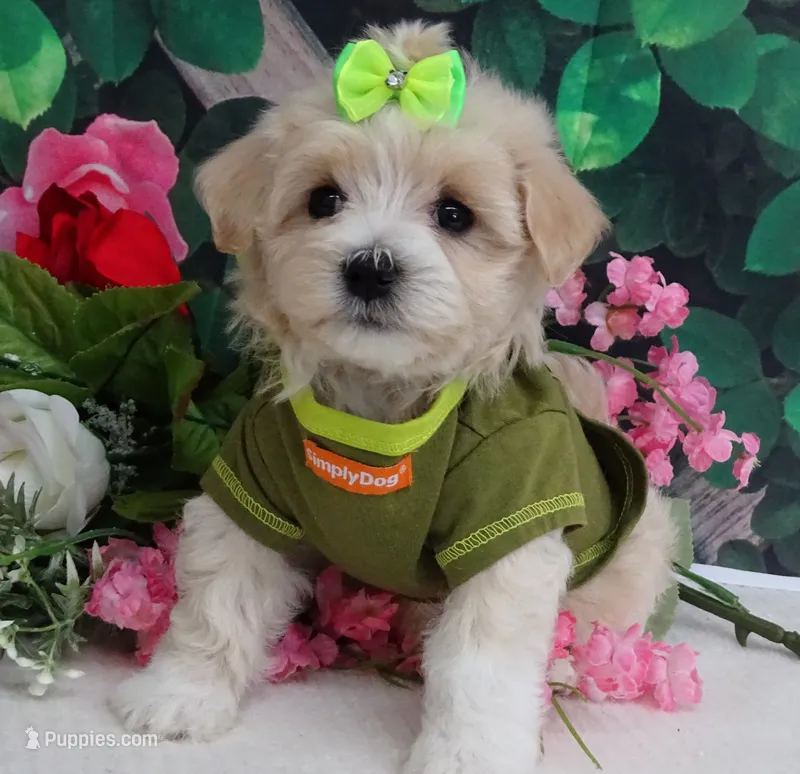 Trudeau – Maltese, Poodle - Toy  puppy for sale in Mountain Grove, MO