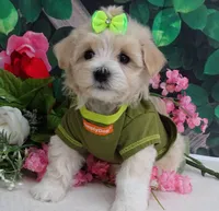 Trudeau, a male Maltese and Poodle - Toy  for sale in Mountain Grove, MO – 1 of 10