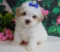 Fenway, a male Maltese and Poodle - Toy  for sale in Mountain Grove, MO – 5 of 10