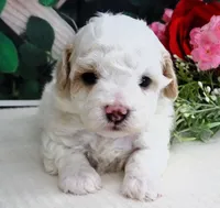 Fenway, a male Maltese and Poodle - Toy  for sale in Mountain Grove, MO – 2 of 8