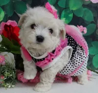 Danica, a female Maltese and Poodle - Toy  for sale in Mountain Grove, MO – 6 of 8