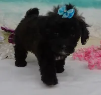 Sunny, a female Poodle - Toy  for sale in Mountain Grove, MO – Photo 10 of 10