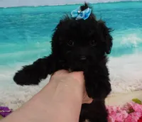 Sunny, a female Poodle - Toy  for sale in Mountain Grove, MO – Photo 8 of 10