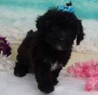 Sunny, a female Poodle - Toy  for sale in Mountain Grove, MO – Photo 2 of 10