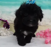 Sunny, a female Poodle - Toy  for sale in Mountain Grove, MO – Photo 7 of 10