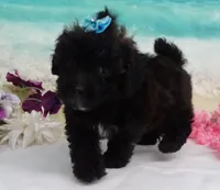 Sunny, a female Poodle - Toy  for sale in Mountain Grove, MO – Photo 4 of 10