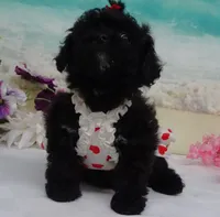 Sunny, a female Poodle - Toy  for sale in Mountain Grove, MO – Photo 1 of 10