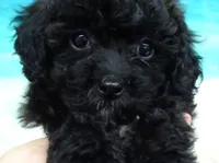 Sunny, a female Poodle - Toy  for sale in Mountain Grove, MO – Photo 6 of 10