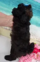 Sunny, a female Poodle - Toy  for sale in Mountain Grove, MO – Photo 9 of 10