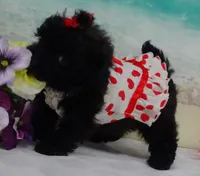 Sunny, a female Poodle - Toy  for sale in Mountain Grove, MO – Photo 5 of 10