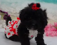 Sunny, a female Poodle - Toy  for sale in Mountain Grove, MO – Photo 3 of 10