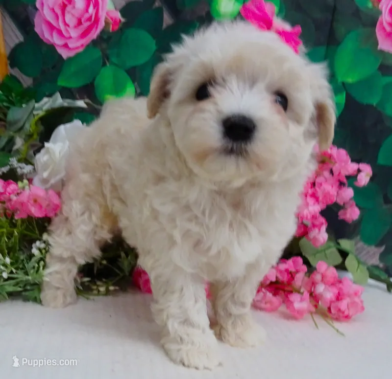Danica – Maltese, Poodle - Toy  puppy for sale in Mountain Grove, MO
