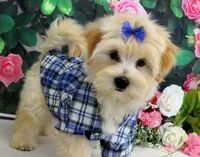 Briggs, a male Maltese for sale in Mountain Grove, MO – 6 of 10