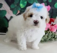 Fenway, a male Maltese and Poodle - Toy  for sale in Mountain Grove, MO – 9 of 10
