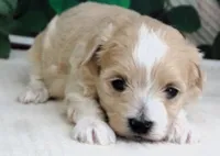 Trudeau, a male Maltese and Poodle - Toy  for sale in Mountain Grove, MO – 2 of 6