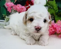 Fenway, a male Maltese and Poodle - Toy  for sale in Mountain Grove, MO – 3 of 8