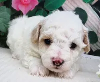 Fenway, a male Maltese and Poodle - Toy  for sale in Mountain Grove, MO – 5 of 8