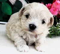 Danica, a female Maltese and Poodle - Toy  for sale in Mountain Grove, MO – 8 of 10