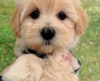 Briggs, a male Maltese for sale in Mountain Grove, MO – Photo 8 of 10