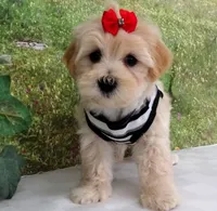 Briggs, a male Maltese for sale in Mountain Grove, MO – Photo 1 of 10