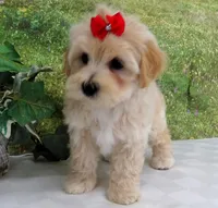 Briggs, a male Maltese for sale in Mountain Grove, MO – Photo 4 of 10