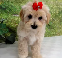 Briggs, a male Maltese for sale in Mountain Grove, MO – Photo 10 of 10