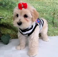 Briggs, a male Maltese for sale in Mountain Grove, MO – Photo 5 of 10