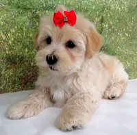 Briggs, a male Maltese for sale in Mountain Grove, MO – Photo 2 of 10