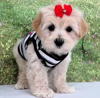 Briggs, a male Maltese for sale in Mountain Grove, MO – Photo 6 of 10