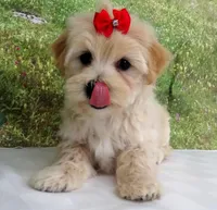 Briggs, a male Maltese for sale in Mountain Grove, MO – Photo 3 of 10