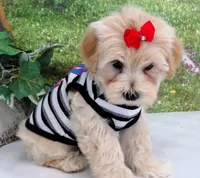 Briggs, a male Maltese for sale in Mountain Grove, MO – Photo 7 of 10