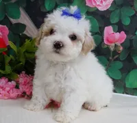 Fenway, a male Maltese and Poodle - Toy  for sale in Mountain Grove, MO – 3 of 10