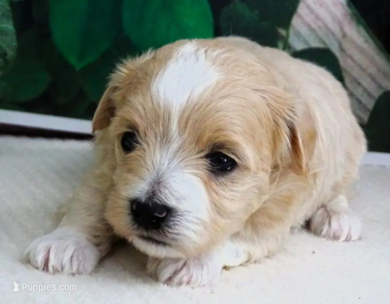 Trudeau – Maltese, Poodle - Toy  puppy for sale in Mountain Grove, MO
