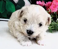 Danica, a female Maltese and Poodle - Toy  for sale in Mountain Grove, MO – 9 of 10