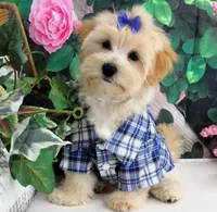 Briggs, a male Maltese for sale in Mountain Grove, MO – 5 of 10