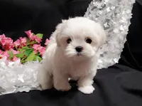 Rocket, a male Maltese for sale in Fresno, CA – Photo 7 of 8