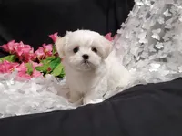 Rocket, a male Maltese for sale in Fresno, CA – Photo 8 of 8