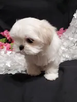 Rocket, a male Maltese for sale in Fresno, CA – Photo 5 of 8