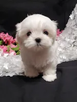 Rocket, a male Maltese for sale in Fresno, CA – Photo 6 of 8