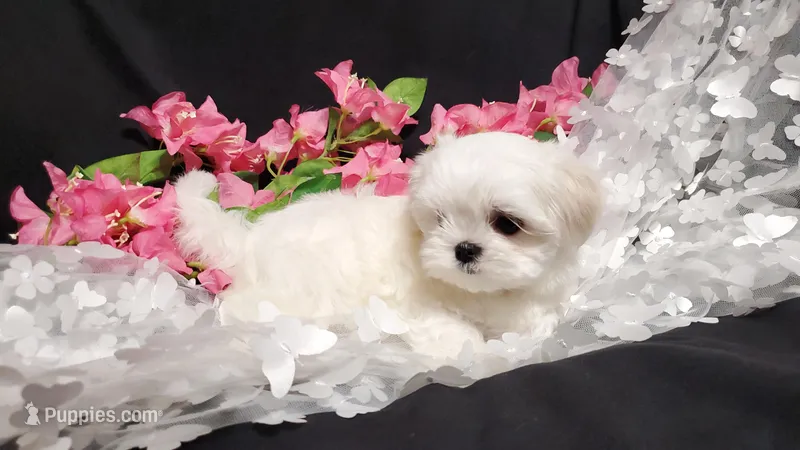 Rocket – Maltese puppy for sale in Fresno, CA