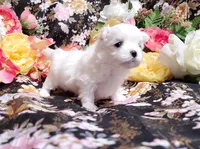 Bert, a male Maltese for sale in Fresno, CA – Photo 3 of 3