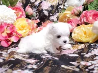 Bert, a male Maltese for sale in Fresno, CA – Photo 2 of 3