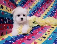 Femal 2, a female Maltese for sale in Fresno, CA – 2 of 2