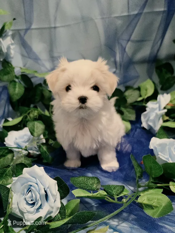 Female 3 – Maltese puppy for sale in Fresno, CA