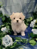 Minnie, a female Maltese for sale in Fresno, CA – 1 of 5