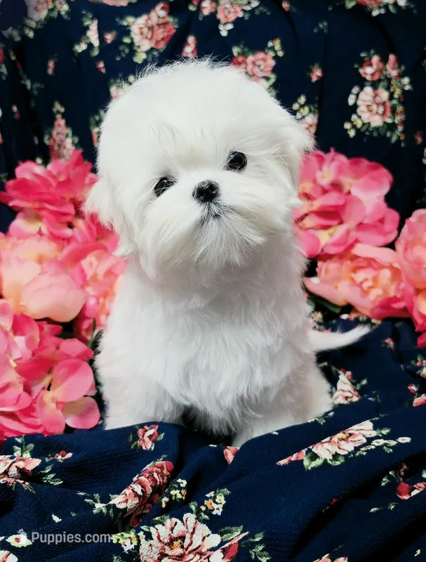 Rumi – Maltese puppy on hold in Fresno, CA