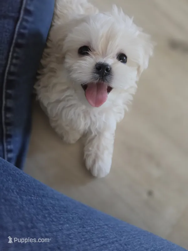 Silly Girl – Maltipoo, Maltese puppy for sale in Fresno, CA