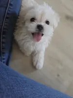 Silly Girl, a female Maltipoo and Maltese for sale in Fresno, CA – 1 of 5